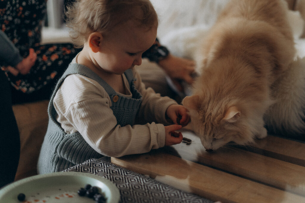 Kleinkind füttert Katze